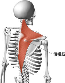 「僧帽筋」の画像検索結果