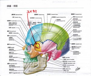 V7s_34_Saksknjo1405846239