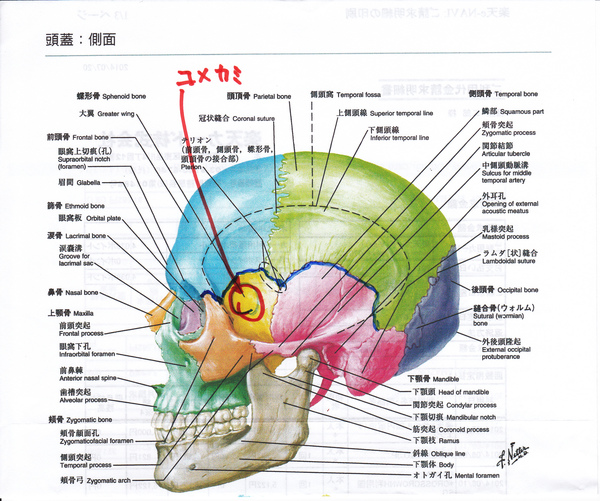 歯を噛み締める癖からくる頭痛、肩こりの治療