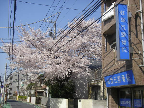 4月29日（土、祝）特別診療のお知らせ