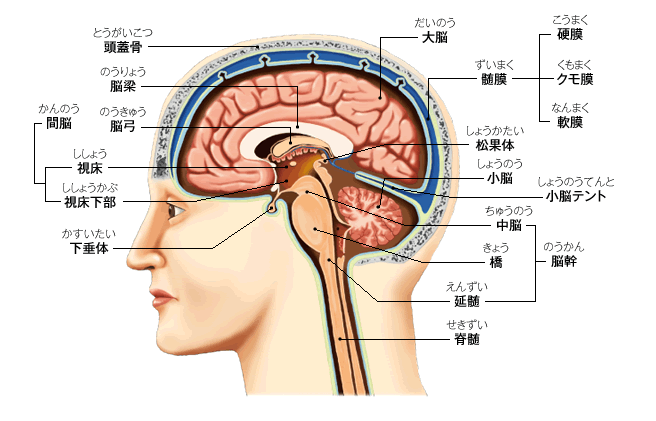 頭痛、めまい、耳鳴り、首の痛みを根本から改善するには？