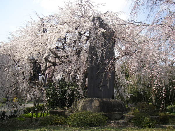 府中名所「東郷寺のしだれ桜」