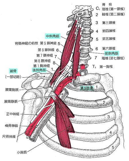 Kさんの腕のしびれの根本原因（胸郭出口症候群）