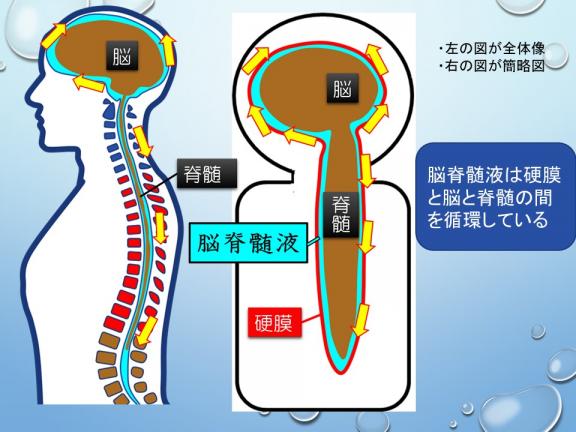 脳脊髄液の流れ