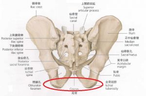 肋骨 出っ張り